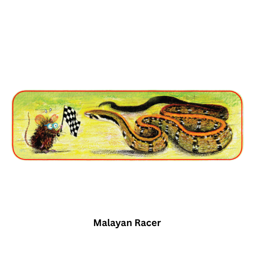 Snakes of Singapore: A Slightly Unhinged Field Guide (Stickers)