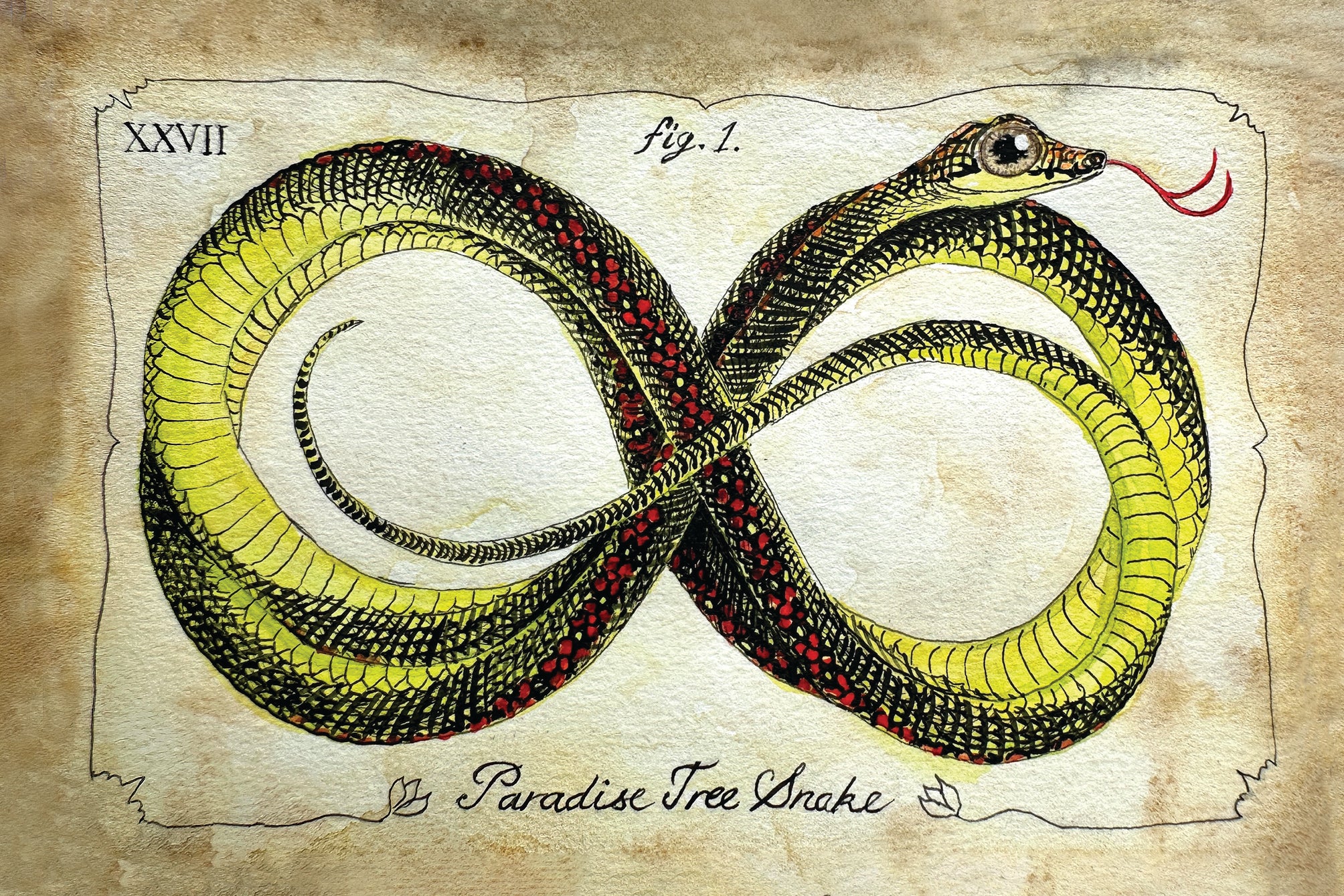 Snakes of Singapore: A Slightly Unhinged Field Guide (Preorder)